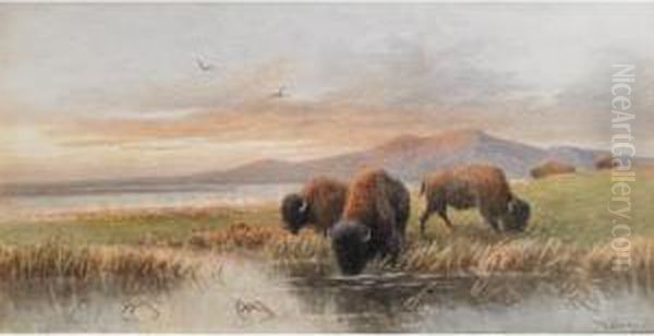 Buffalo Grazing, Evening Oil Painting by Frederick Arthur Verner