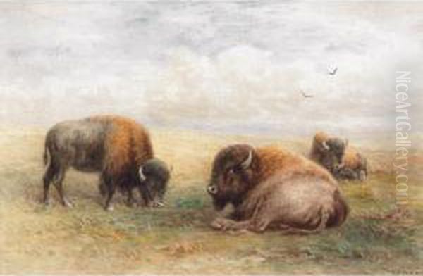 Group Of Bison Oil Painting by Frederick Arthur Verner