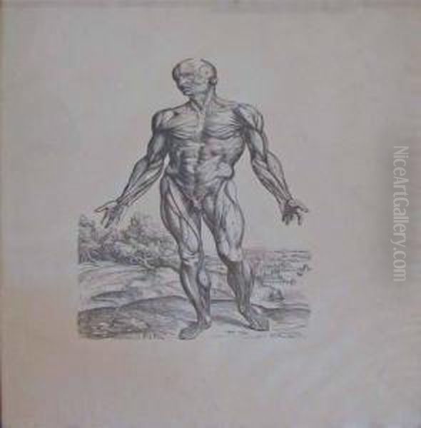 Two Prints After Anatomy Of The Human Body By Andreasvesalius Oil Painting by Andreas Vesalius