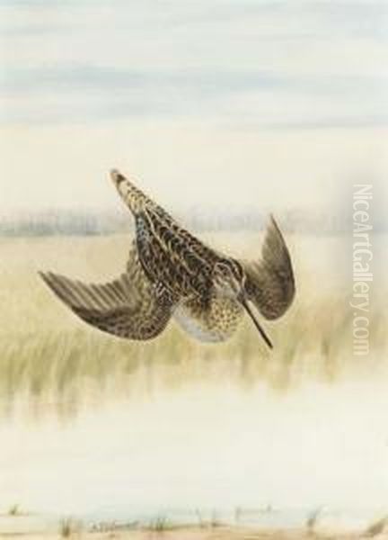 Snipe Oil Painting by George Louis Viavant