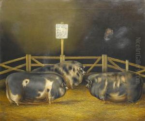 Three Prize Winning Pigs Oil Painting by John Vine Of Colchester