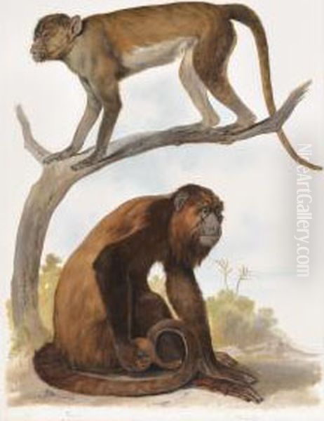 Un Orang-outang Et Un Macaque Oil Painting by August Von Pelzeln