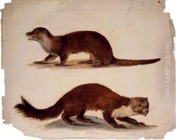 Study Of Two Weasels Oil Painting by August Von Pelzeln