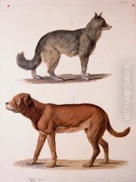 Studies Of Two Dogs Oil Painting by August Von Pelzeln