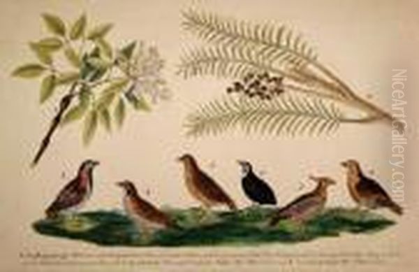 Selectiuon Of Exotic And Domestic Birds And Flora Oil Painting by Franz Anton von Scheidel