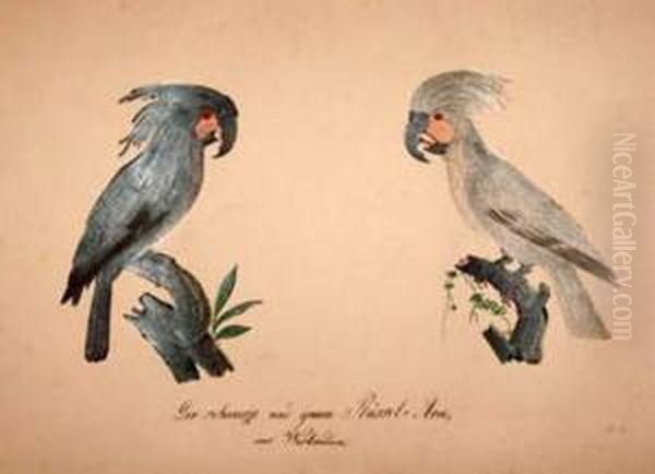 Two West
Indinan Parrots ... Oil Painting by Franz Anton von Scheidel