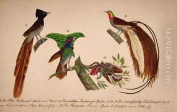 Selection Of Exotic And Domestic Birds And Flora Oil Painting by Franz Anton von Scheidel