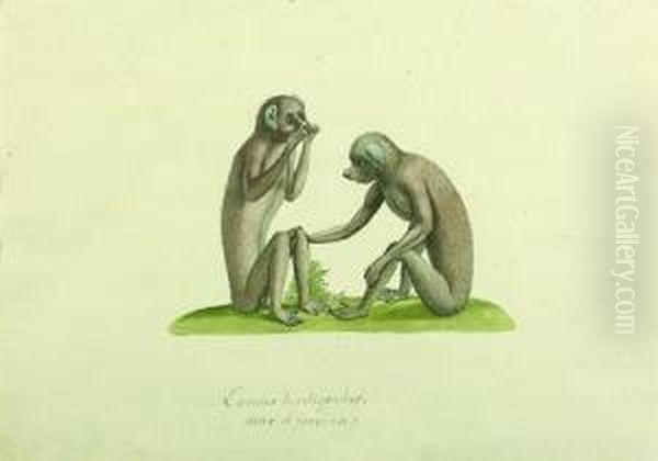 Lemur Tardigradus : Deux Singes Oil Painting by Franz Anton von Scheidel