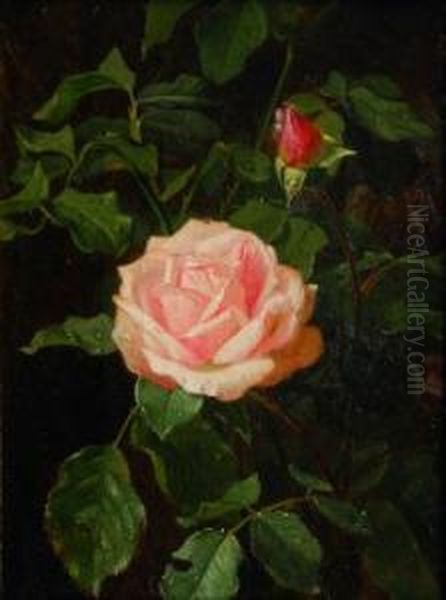 Rose Oil Painting by Clara Von Sivers