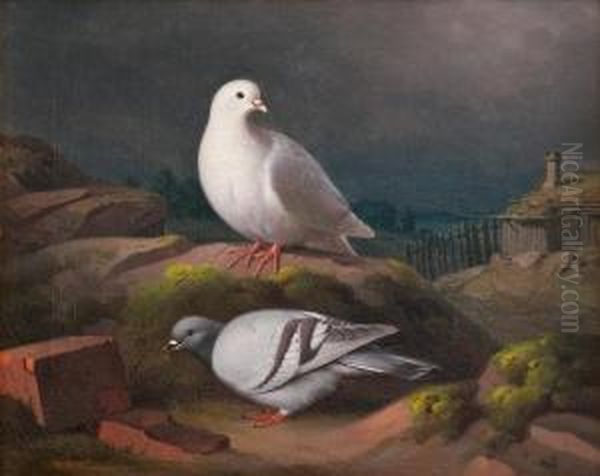 Doves On A Cliff Oil Painting by Ferdinand Wilhelm Von Wright