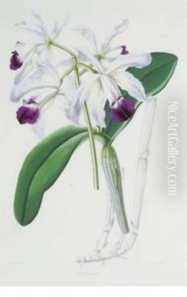 Select Orchidaceous Plants Oil Painting by Robert Warner