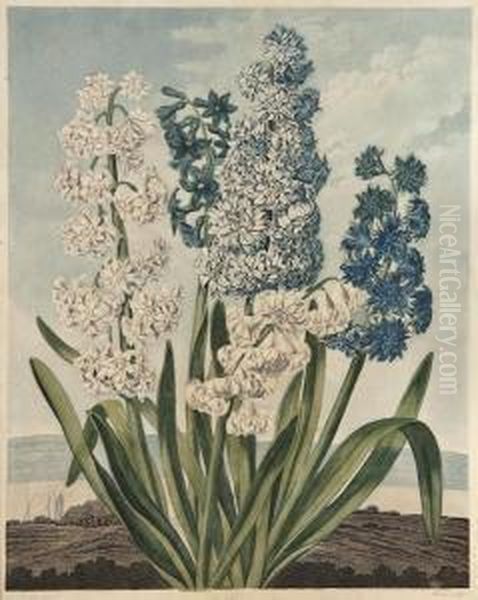 Hyacinths Oil Painting by Thomas Warner