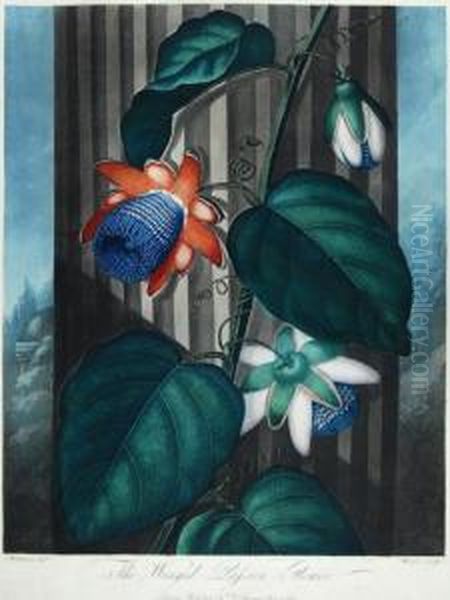 The Winged Passion-flower Oil Painting by Thomas Warner