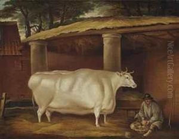 White Shirthorn Heifer That Traveled Oil Painting by Thomas Weaver