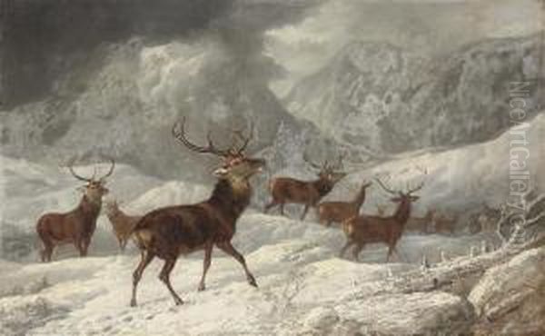 A Herd Of Deer In The Highlands Oil Painting by Byron Webb