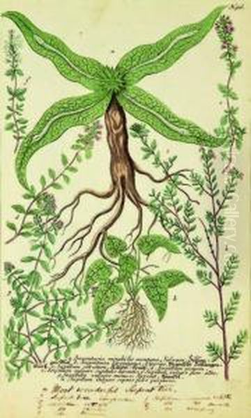 9 Different Herbs Including Serpentariamirabilis Or Wonderful Serpent Tree Oil Painting by Johann Wilhelm Weinmann