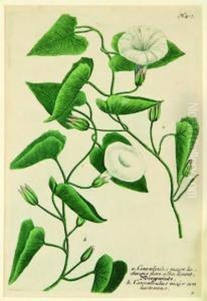 Convolvulus Major Oil Painting by Johann Wilhelm Weinmann