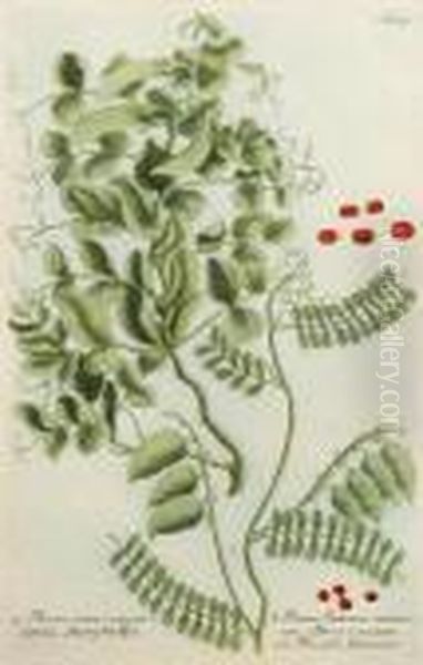 Botanical Studies Oil Painting by Johann Wilhelm Weinmann