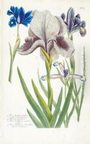 A Good Group Of 8 Irises Oil Painting by Johann Wilhelm Weinmann