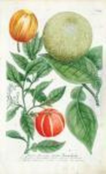 A Good Group Of 6 Citrus Fruits Oil Painting by Johann Wilhelm Weinmann