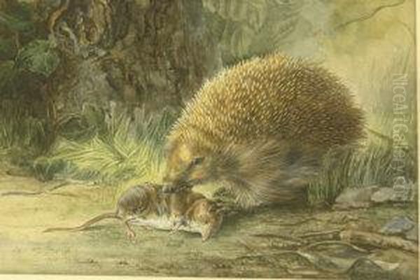 Hedgehog With Shrew Oil Painting by Harrison William Weir