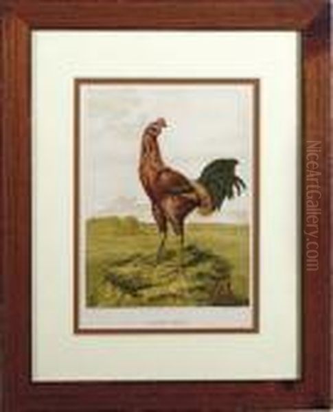 Comprising The Breeding And Management Of Profitable And Ornamental Poultry: Seven Plates Oil Painting by Harrison William Weir