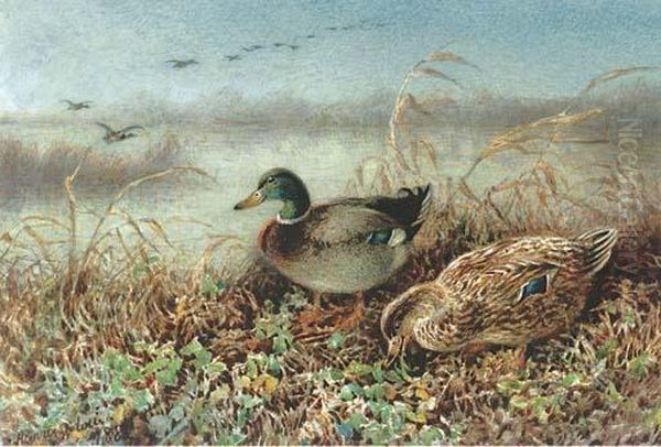 Mallards On A Bank Oil Painting by Harrison William Weir