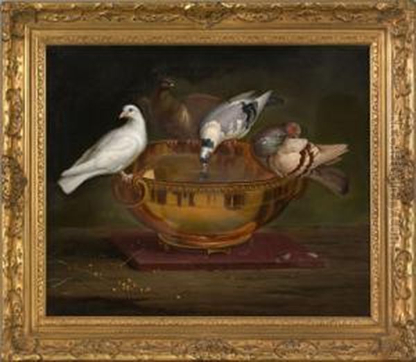 Pigeons Drinking From A Bowl Oil Painting by Peter Wenzel