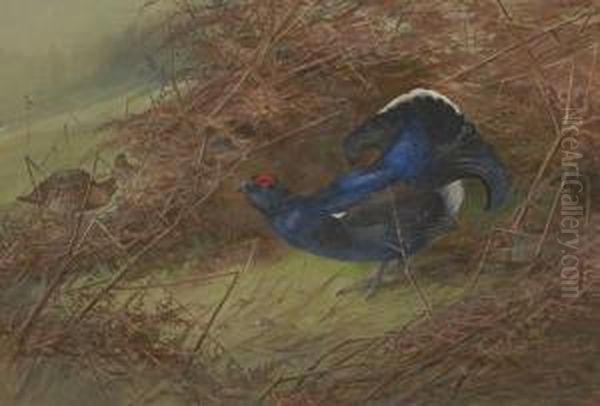 Blackcock Oil Painting by Charles Whymper