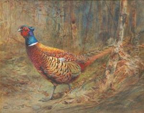 Asiesta A Wary Old Bird Two Oil Painting by Charles Whymper