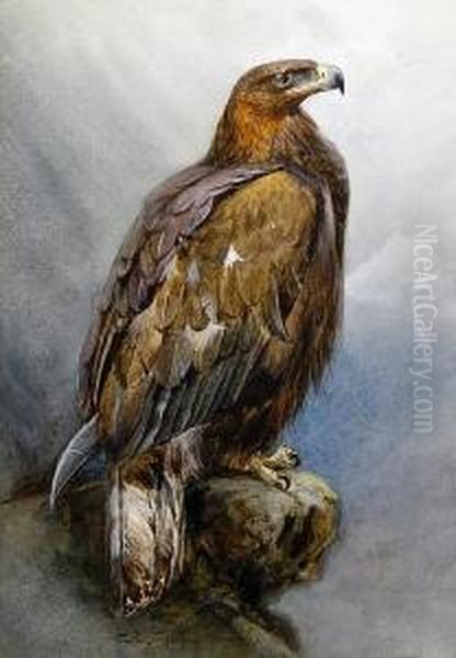 Golden Eagle Oil Painting by Charles Whymper