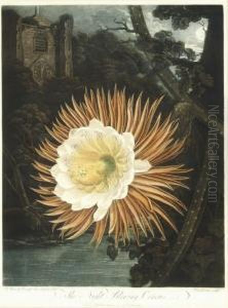 The Night-blooming Cereus, From 
The Temple Of Flora Oil Painting by John Robert Wildman