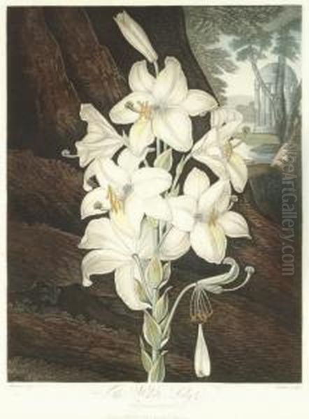 The White Lily, From 
The Temple Of Flora Oil Painting by John Robert Wildman