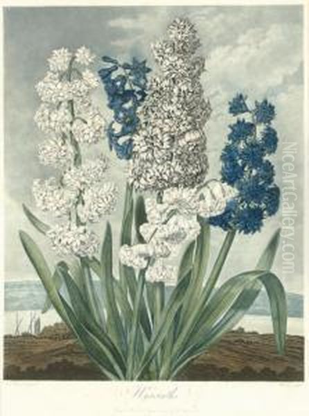 Hyacinths, From 
The Temple Of Flora Oil Painting by John Robert Wildman