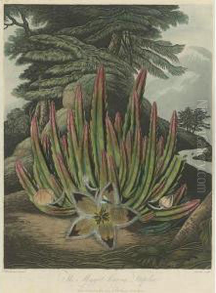 Temple Of Flora: The Maggot-bearing Stapelia Oil Painting by John Robert Wildman