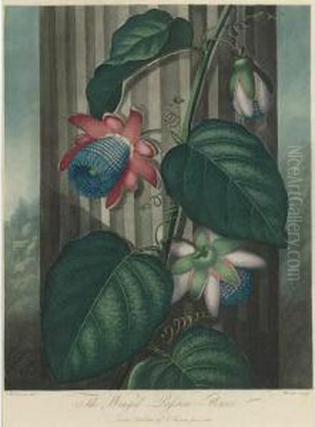 Temple Of Flora: Winged Passion-flower Oil Painting by John Robert Wildman