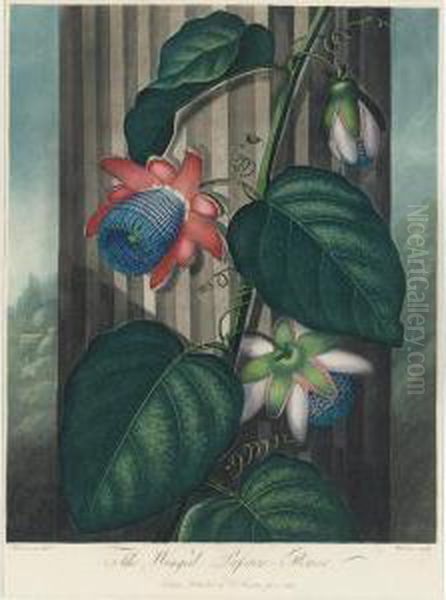 Temple Of Flora: Winged Passion-flower Oil Painting by John Robert Wildman