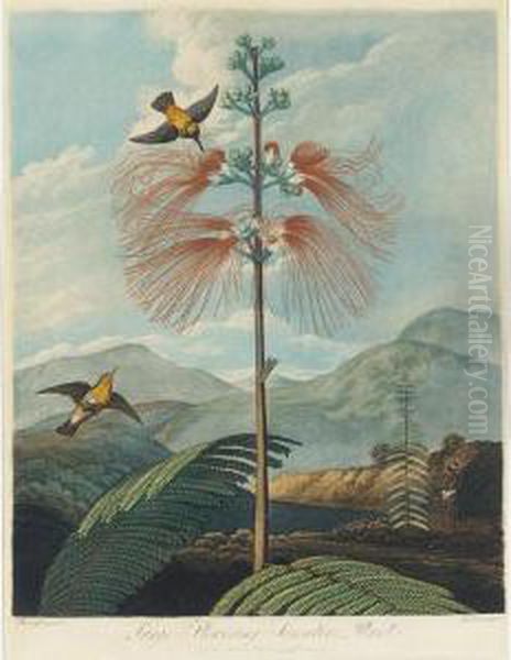 Temple Of Flora: Large Flowering Sensitive Plant Oil Painting by John Robert Wildman