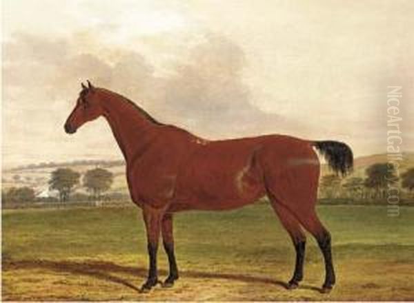 Boston, A Horse In A Field Oil Painting by William Willoughby