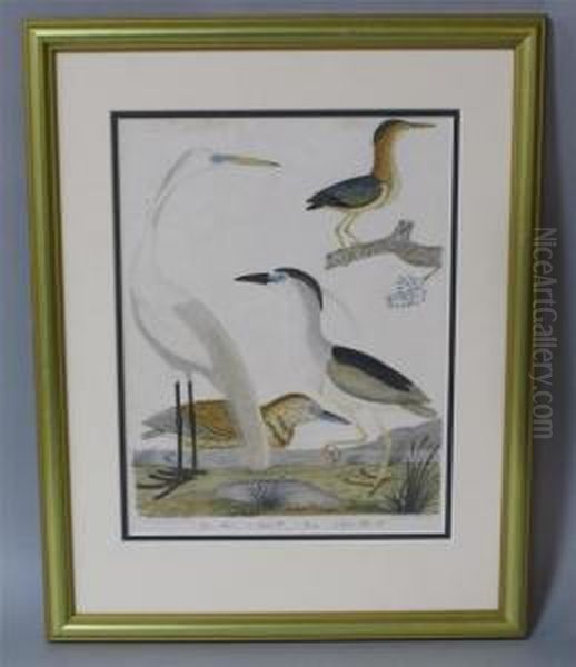 Four Herons Oil Painting by Alexander Wilson