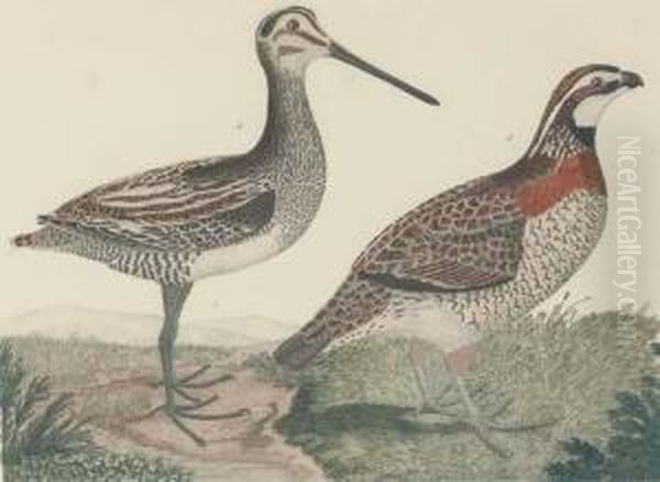 American Ornithology; Or The Natural History Of Birds In The United States: Two Plates Oil Painting by Alexander Wilson