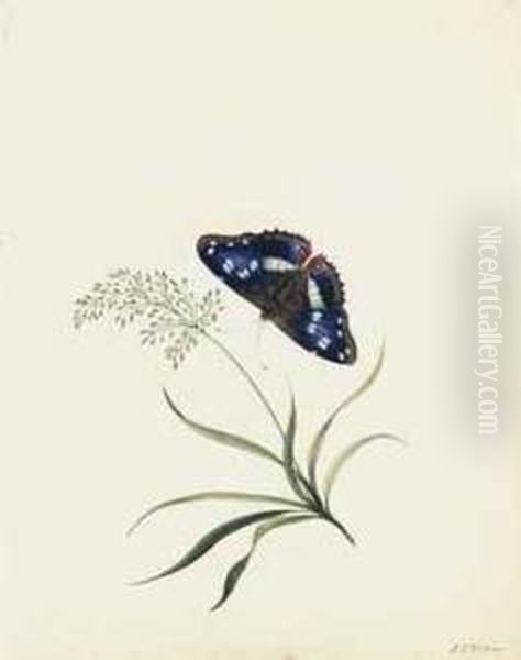 Three Studies Of Butterflies And Flora Oil Painting by E. Wilson