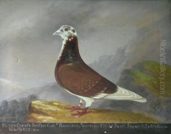 Messrs Cowell's Red Pied Cock 'boomerang' by Edward Henry Windred