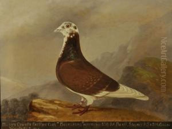 A Racing Pigeon 'boomerang' by Edward Henry Windred