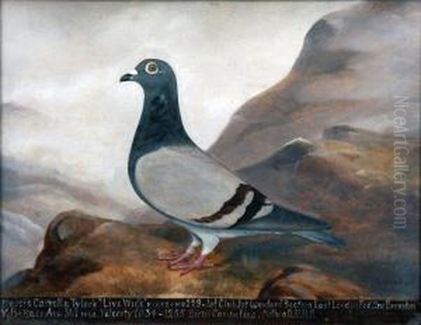 A Study Of A Racing Pigeon by Edward Henry Windred