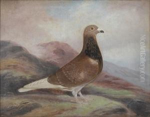 The Prize-winning Pigeon 'winalot' Oil Painting by Edward Henry Windred