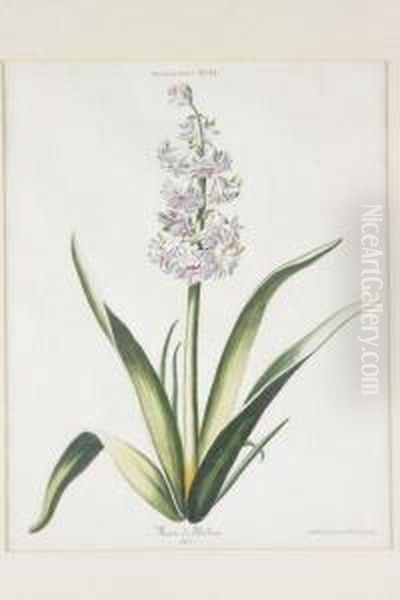 Hyacinthus Oil Painting by Adam Louis, Ludwig Wirsing