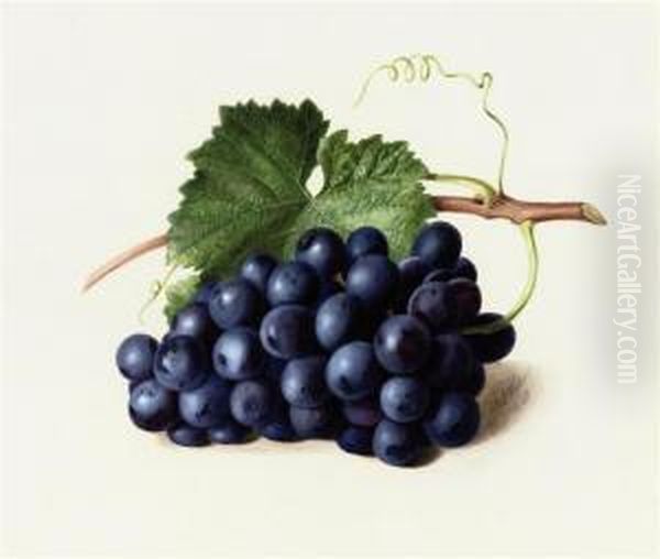 Fruit Of The Vine Oil Painting by Augusta Innes Withers