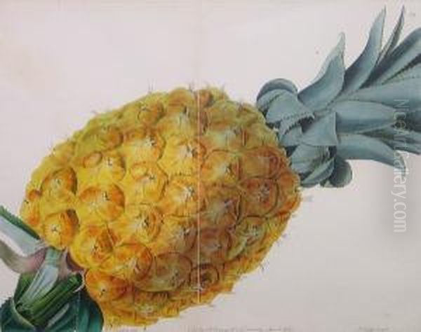 Pineapple Oil Painting by Augusta Innes Withers