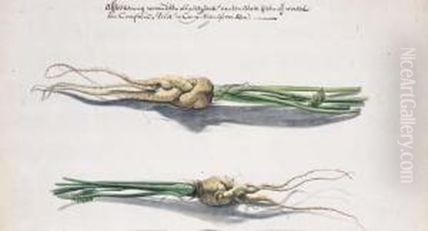 Two Studies Of Parsnips Oil Painting by Frans Withoos